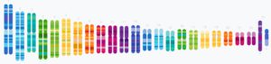 Les 23 paires de chromosomes