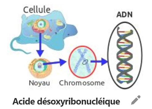 description de la composition de la cellule